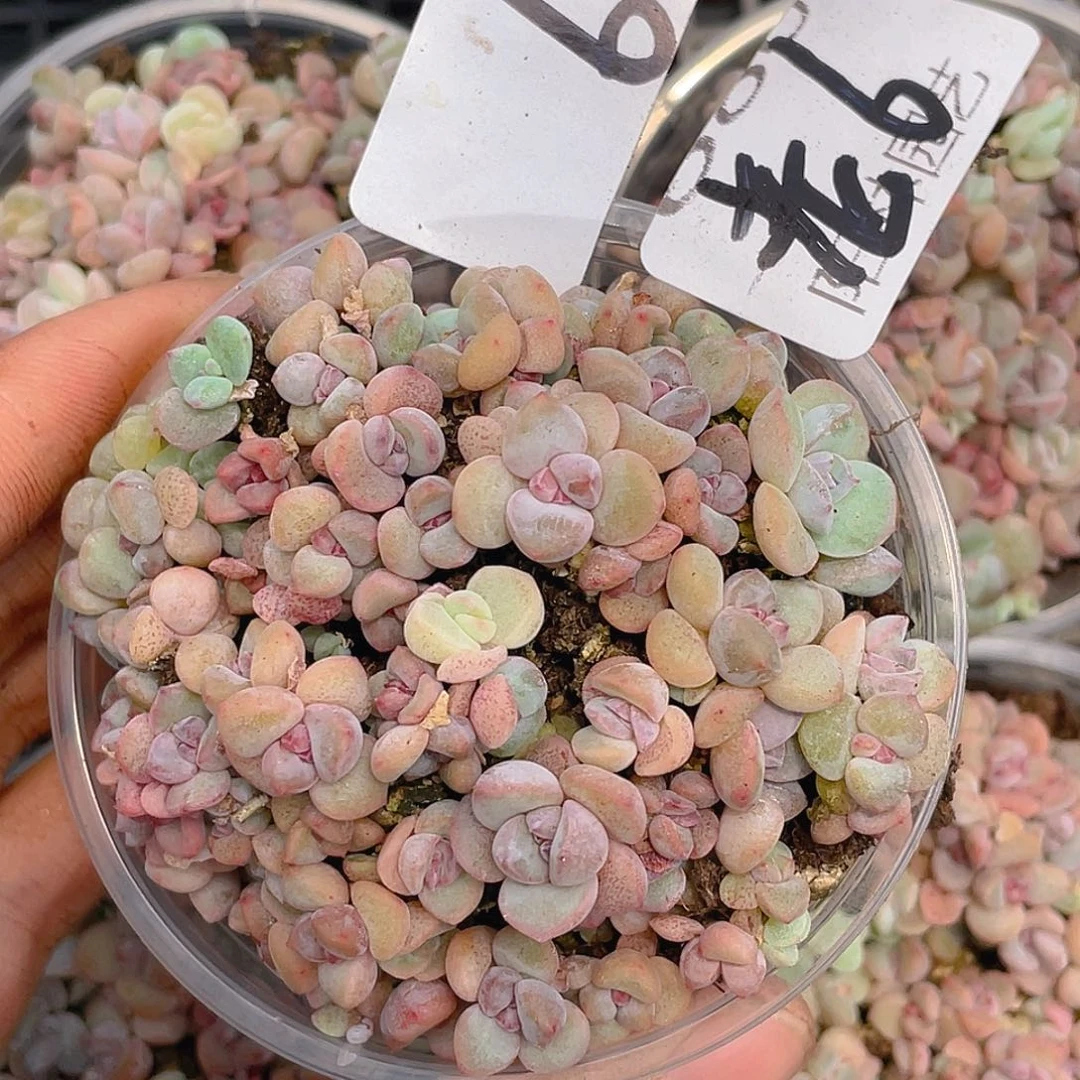 量拍多肉植物多肉植物6