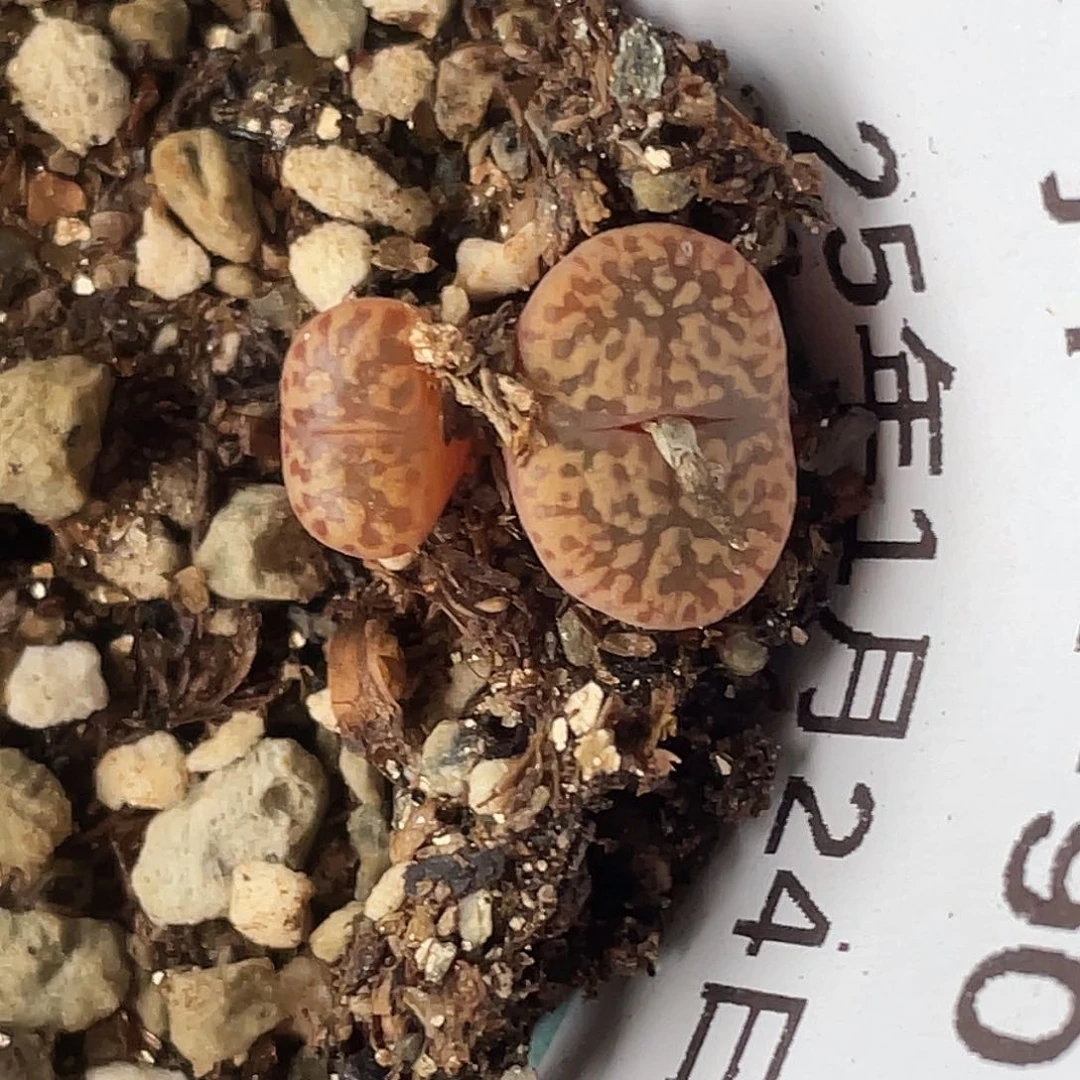 24-90鸟哈尼多肉植物