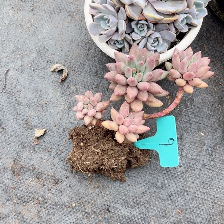 ᨳ****晨语多肉一物一拍9