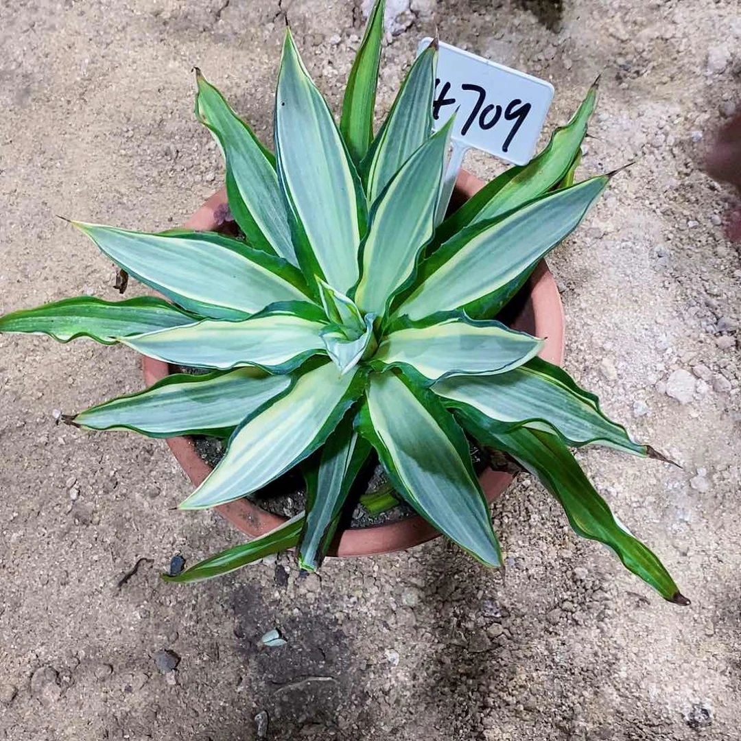 黄***卷4709白中斑一颗