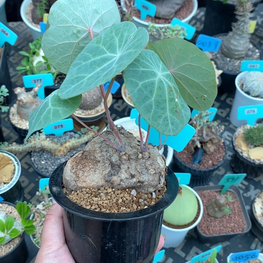 一叶龟产地多肉植物
