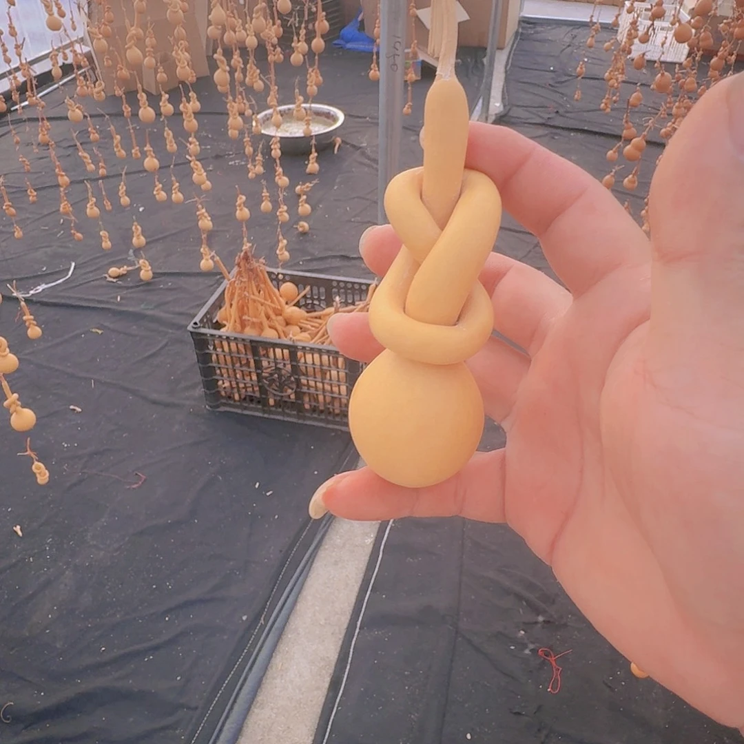 川***店扇子葫芦科分布的范围主要集中到东北的中海拔