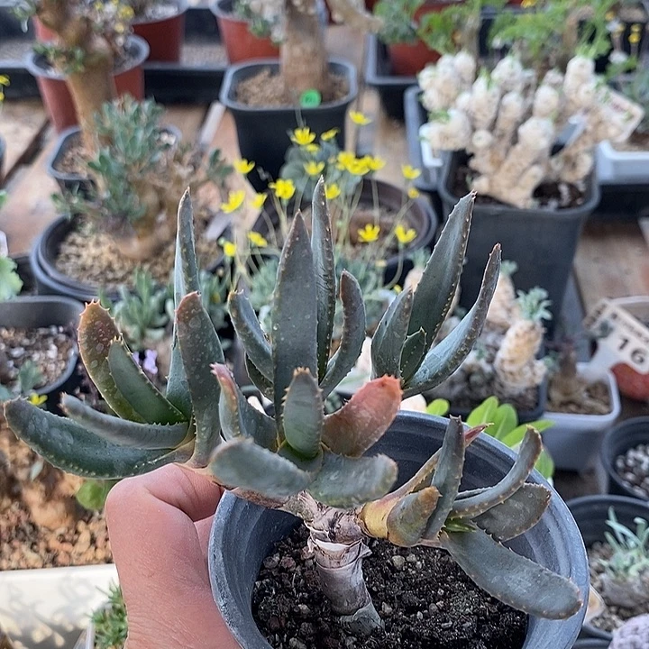 182多岐芦荟一一一一一一一