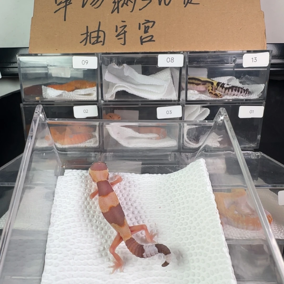 豹纹守宫橘白妹妹