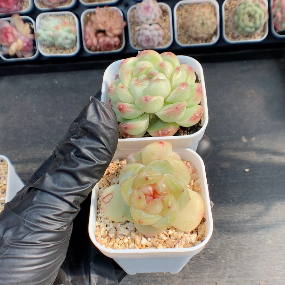 ?**瑞多肉植物。麦秆糖心