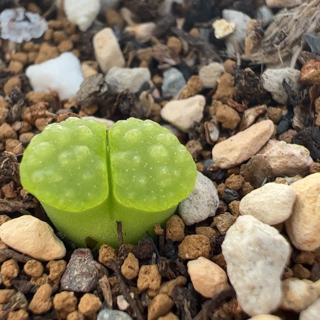 雪花磁铁风铃多肉植物百科