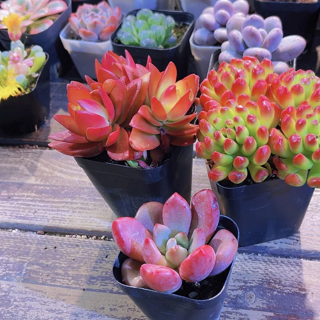 火祭群。红灯笼 桃花源