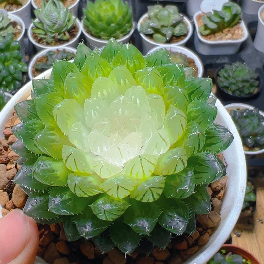 宝莲灯玉露多肉多肉