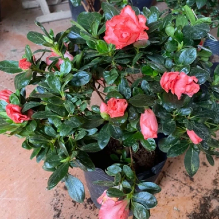 樱桃红杜鹃花绿植室内【带花苞发货】特大号