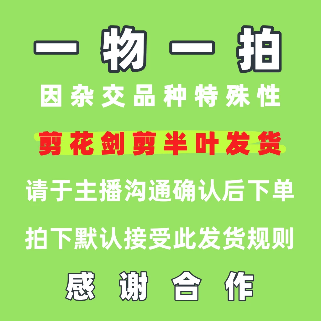 【一物一拍】娜娜朱顶红杂交自育单重瓣剪花发货介意慎入