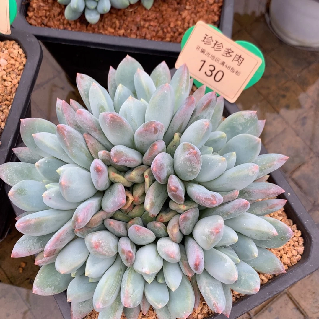 宽叶奶糖无砍平头130
