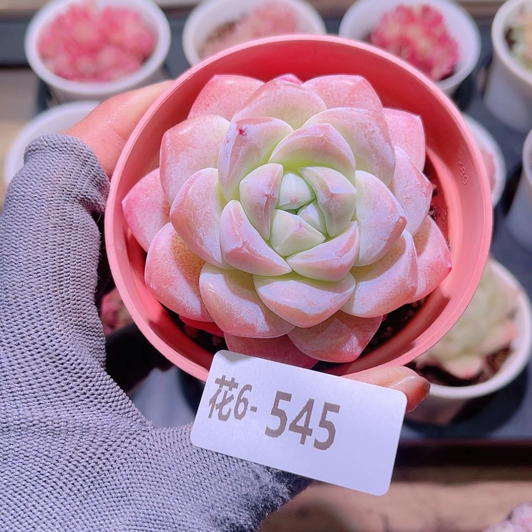 花06-545冰玉单头