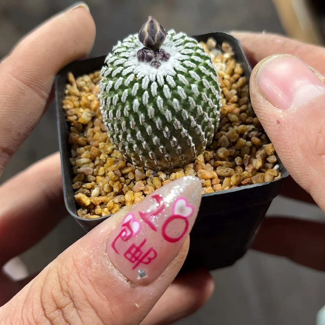 精巧殿单头发货有根