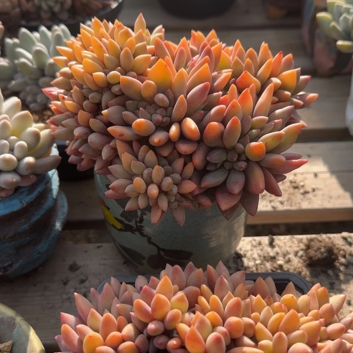 桃花源缀化五十包邮