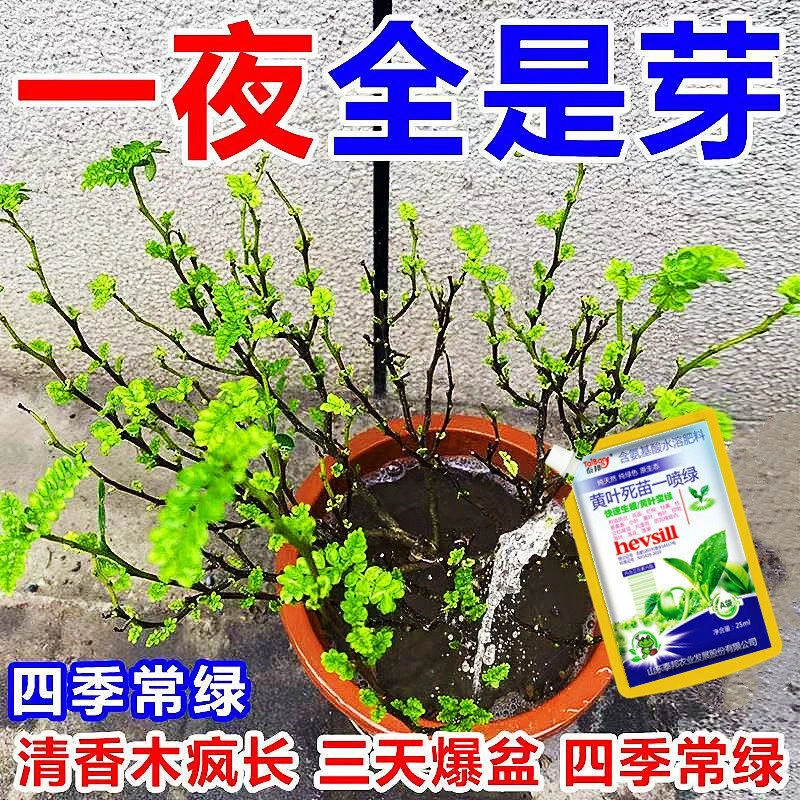 清香木营养液爆芽促绿素发芽防叶子发黄掉叶枯萎不开花专用新型肥