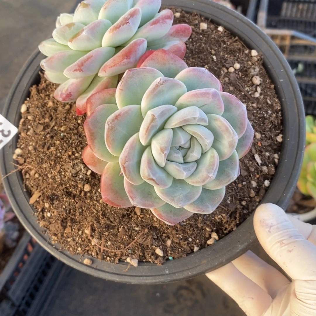 3784冰玉双头一物一拍