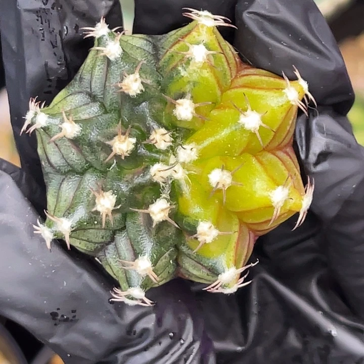 乌贼基因 一物一拍