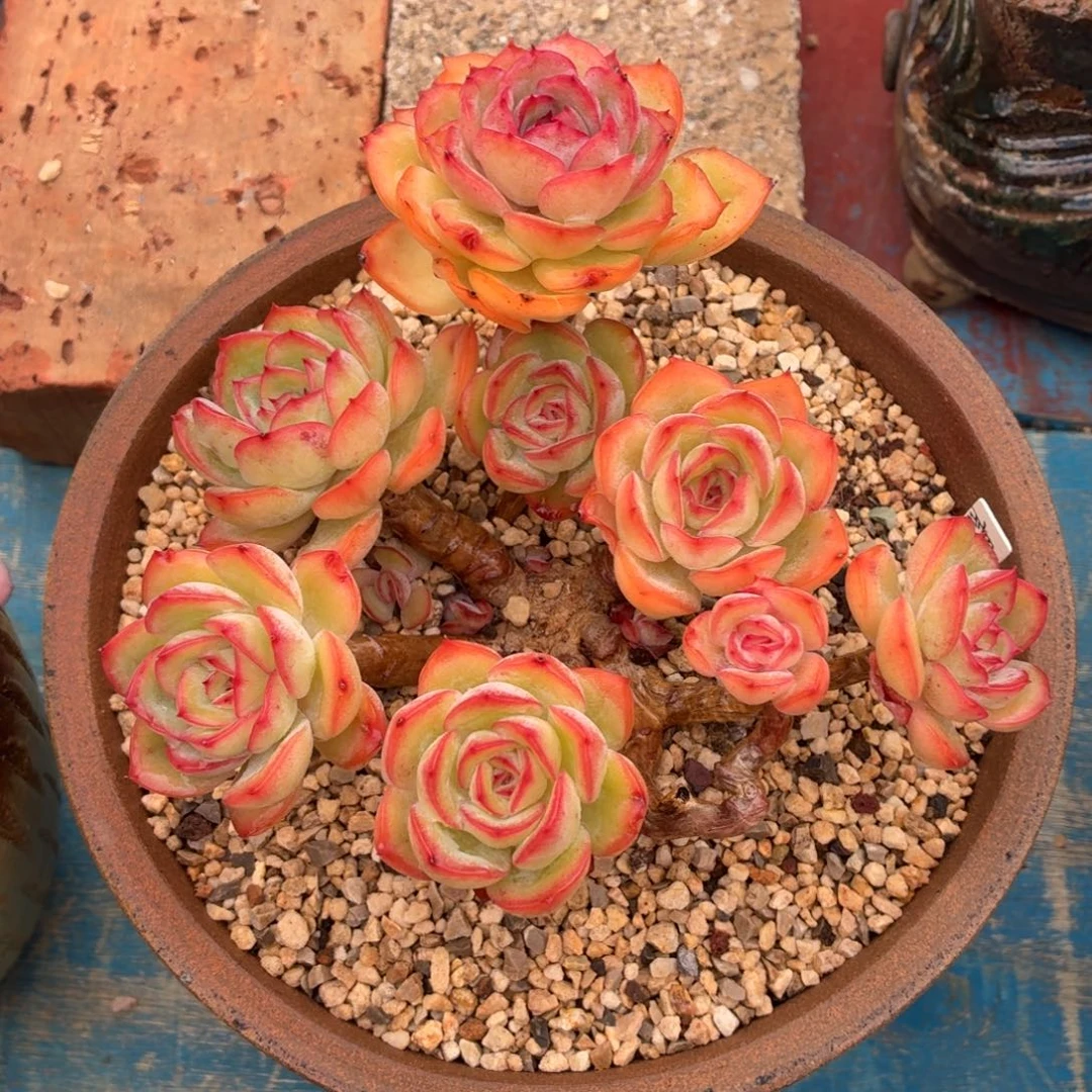 多肉植物 晨露时光-4