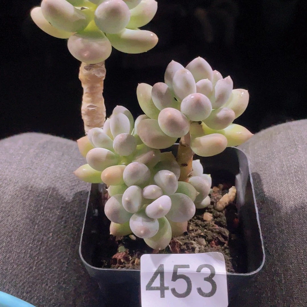 溜溜球 多肉植物的