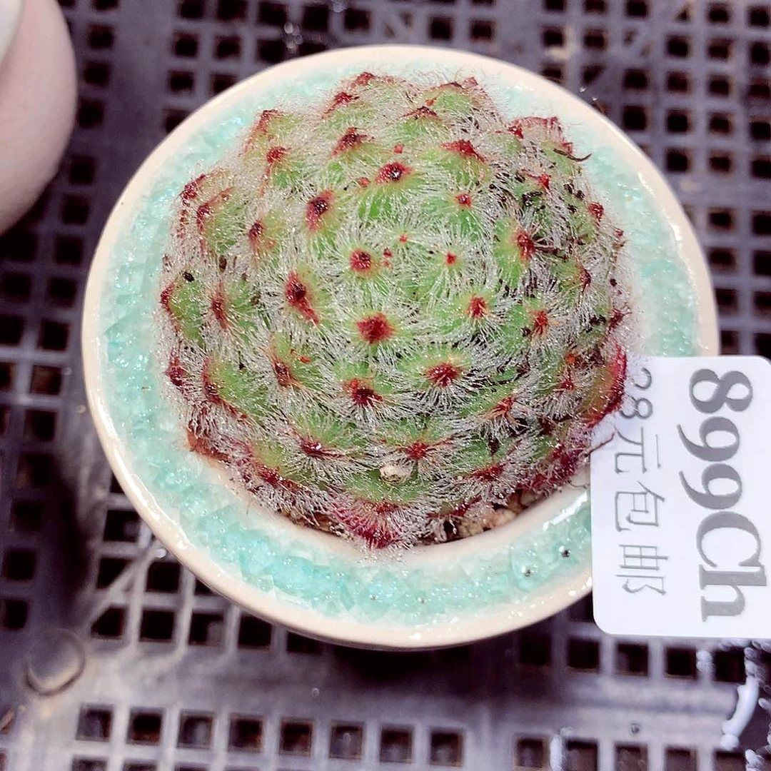 5厘米盆精控多肉899