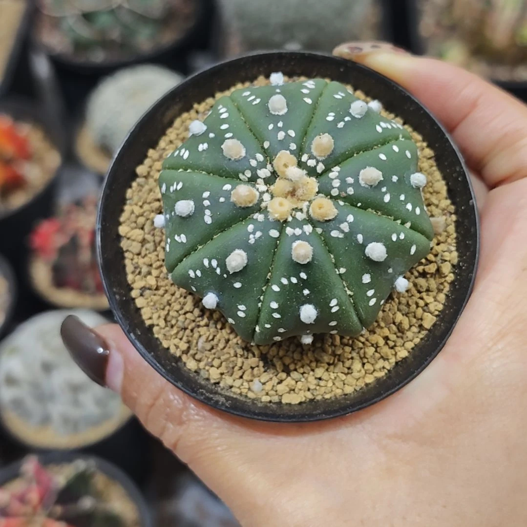 实生根琉璃雪花海星兜