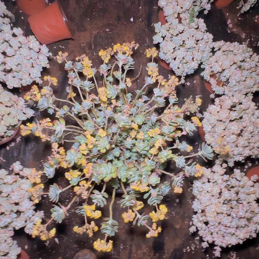 盆栽薄化妆多肉一物一拍