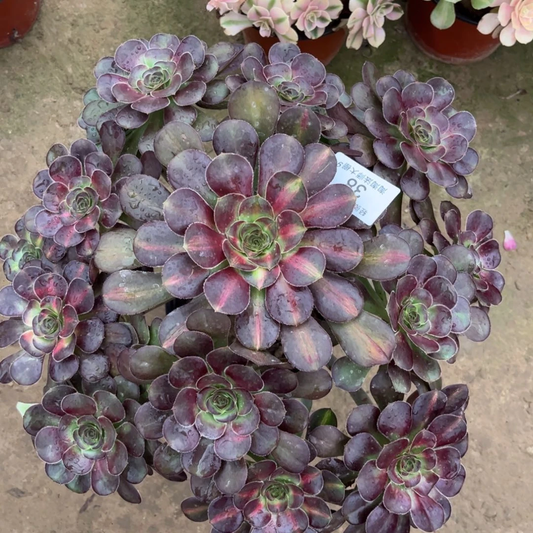 ໑****38丽娜中班多肉植物法师