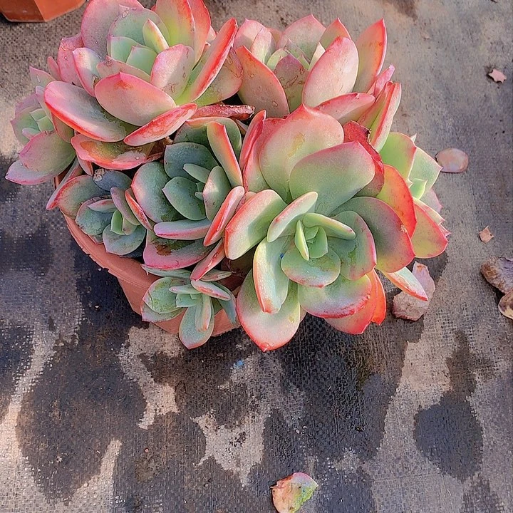 无花朵月**泉多肉植物5888885