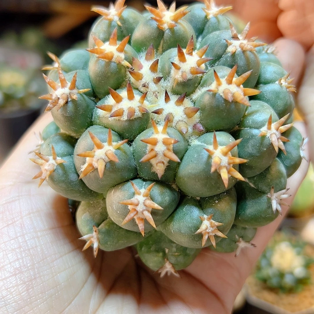 短豪刺獠牙无根7.5公分