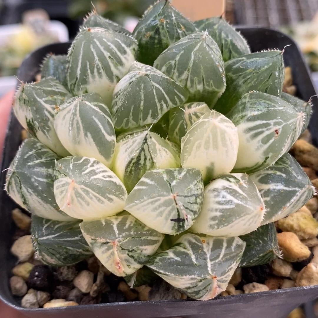 747大叶楼兰玉露锦一物一拍