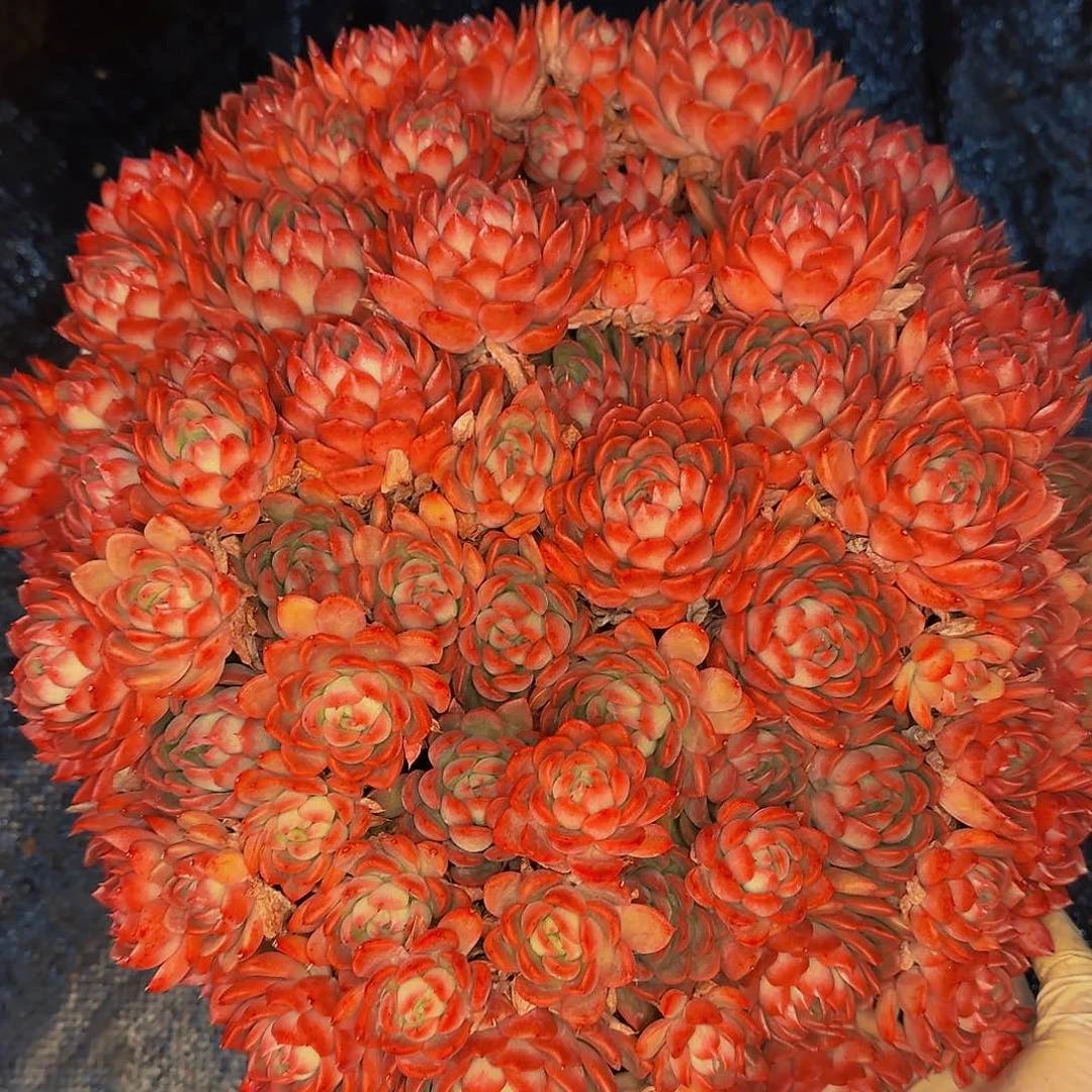 欧*洋哦咯哦哦哦啦咯咯哦哦哦哦哦哦