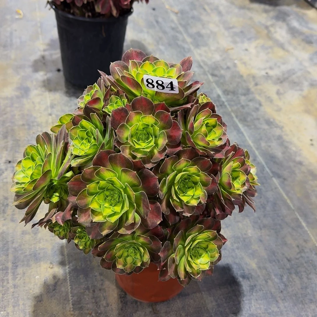 884韶华多肉植物