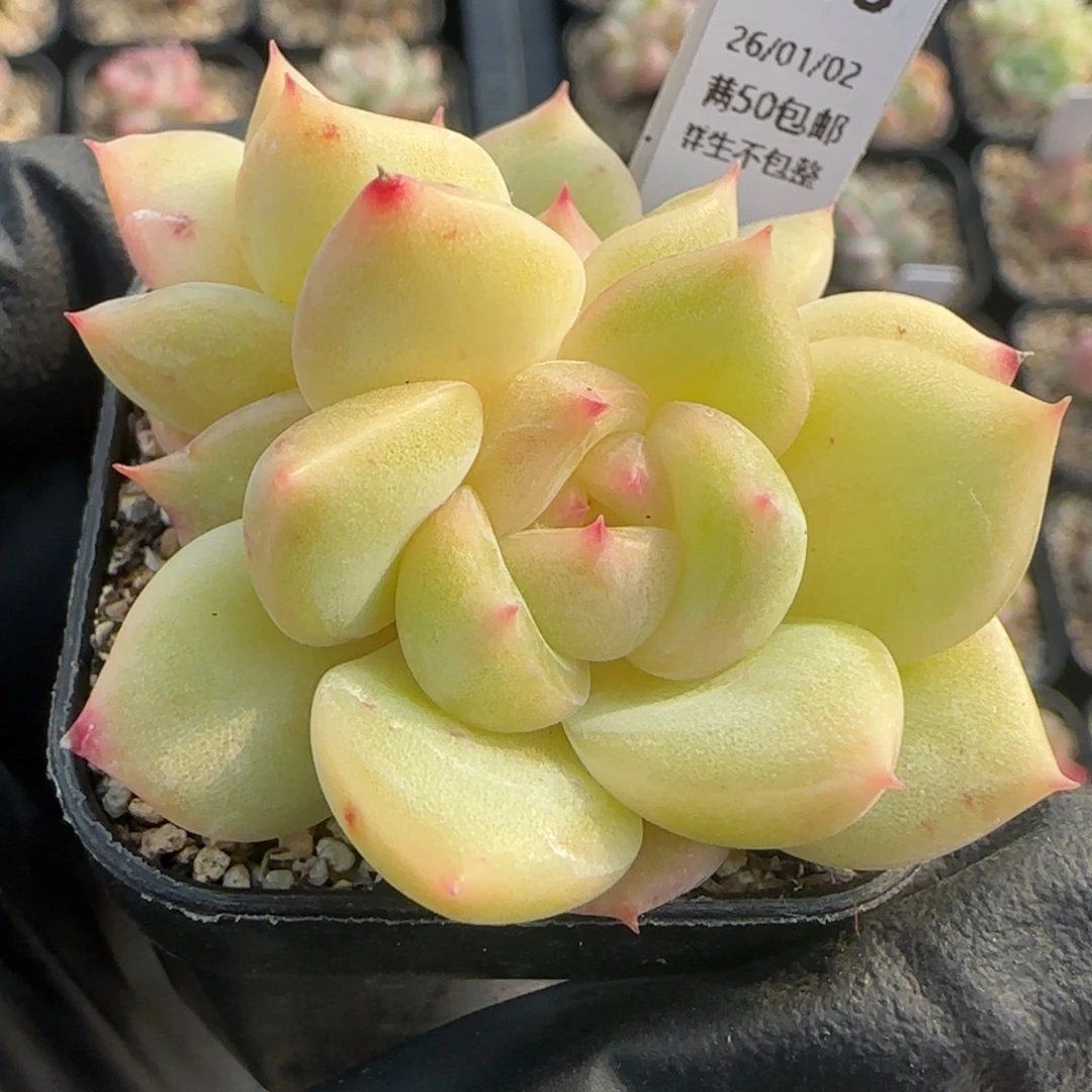 006  扶摇   4厘米盆