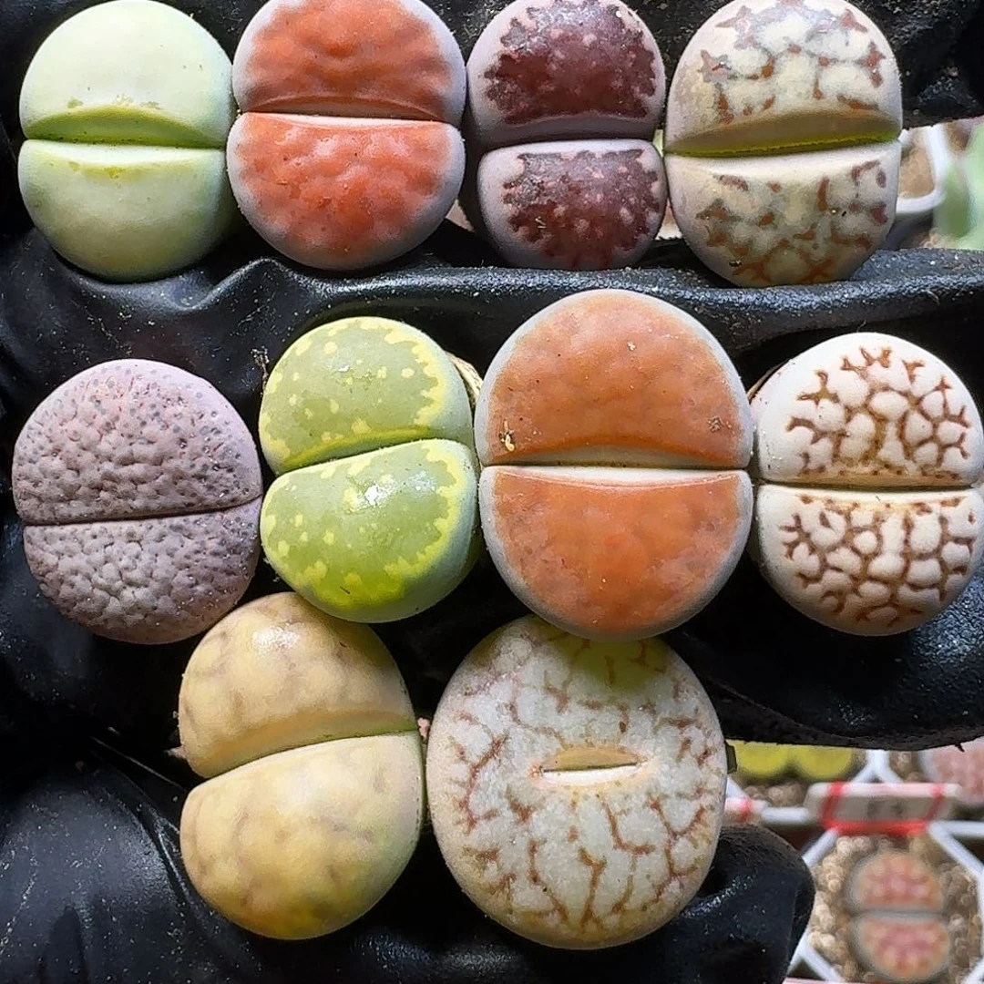 生石花11111。   255