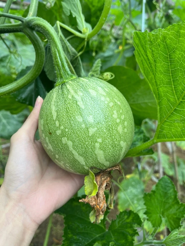 四川新鲜农家蔬菜，小南瓜、茄子、黄瓜、丝瓜、辣椒等 当天现摘现发