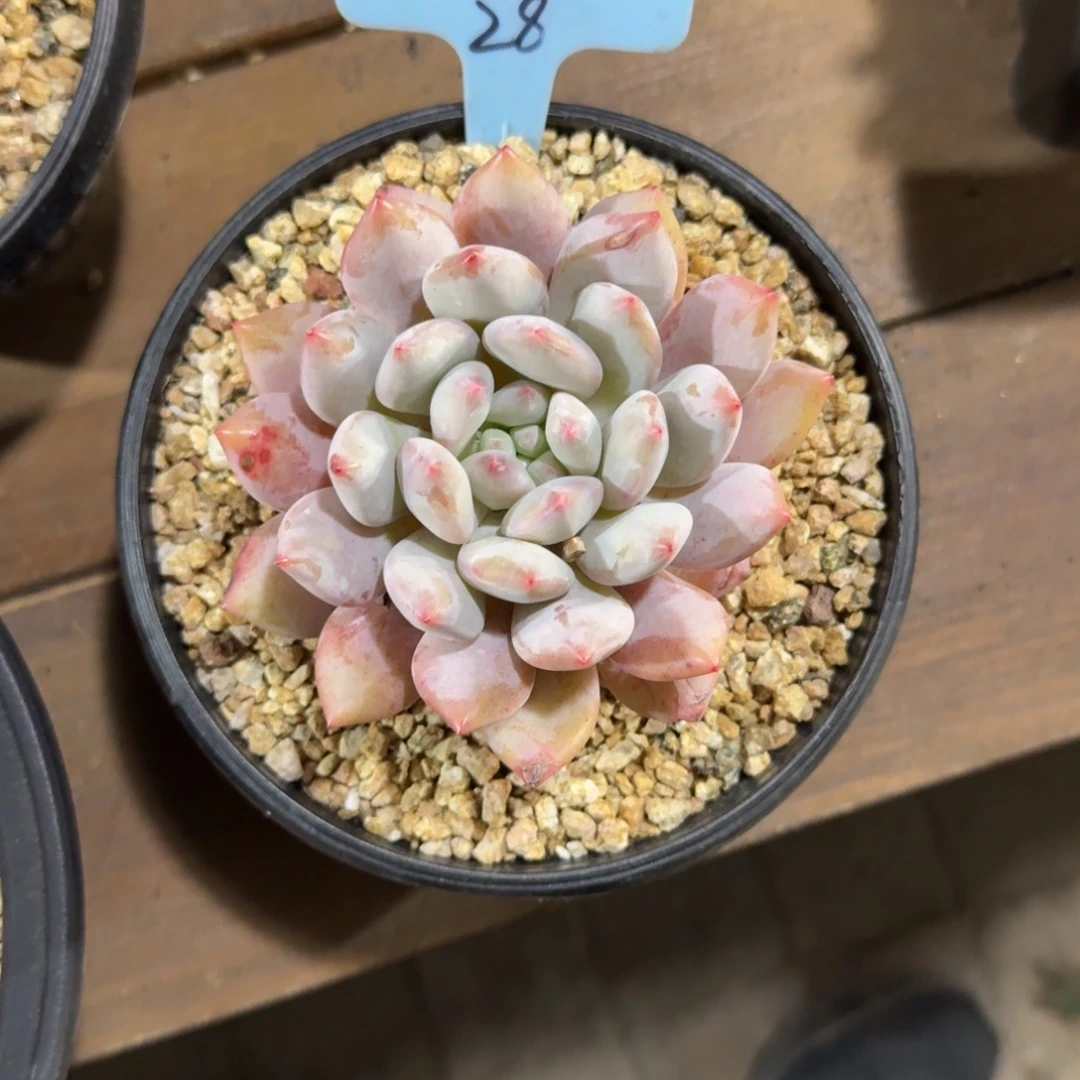 用***M111111111111111111112222