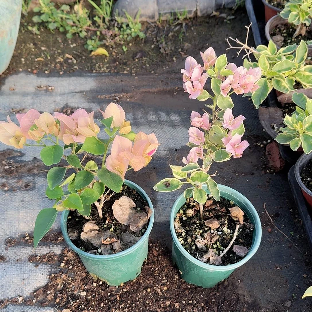 完全开放小斑叶丽人和奶昔