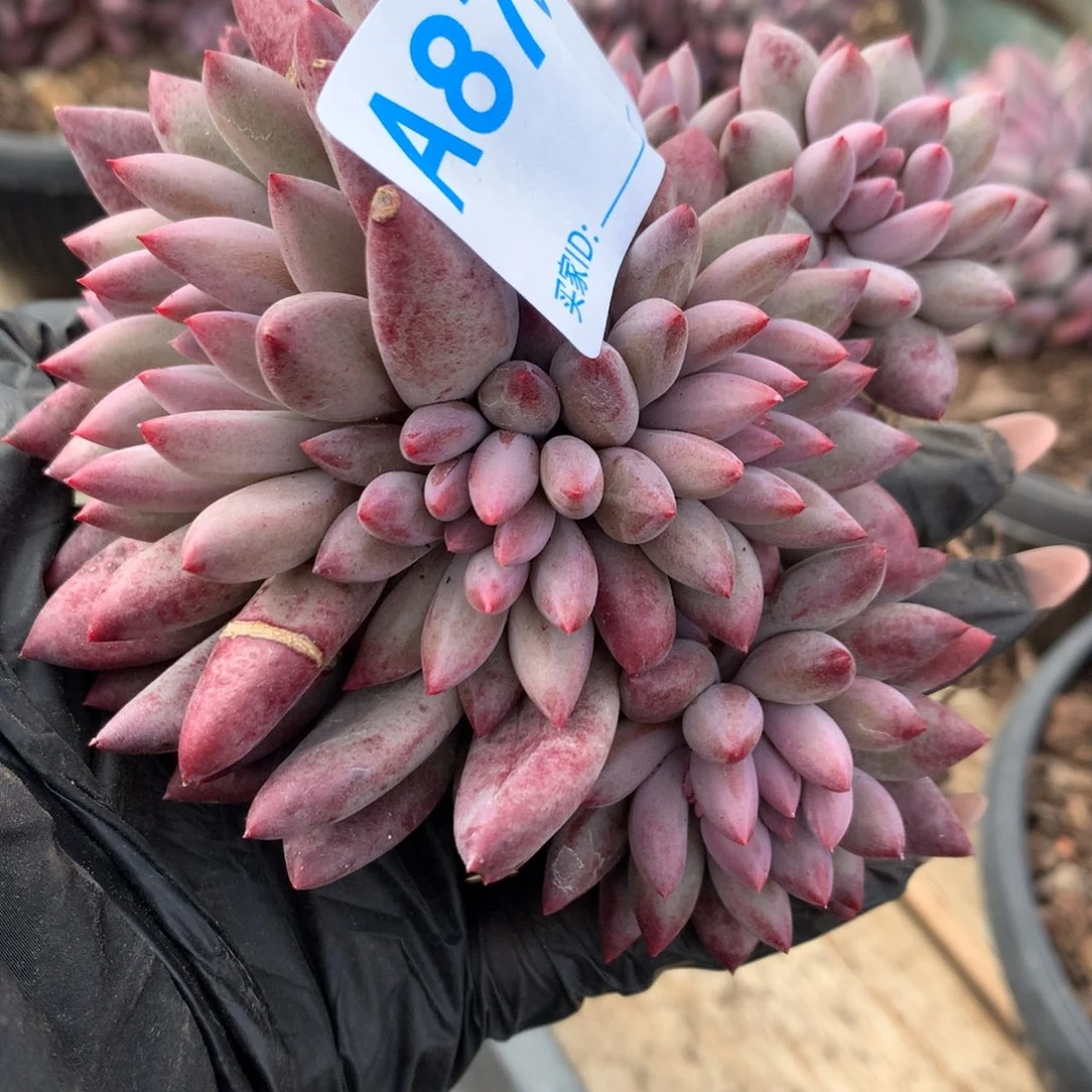 片*A875售后范围：签收起7天内，录开箱视频