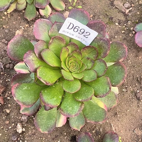 692雨荷多肉法师锦