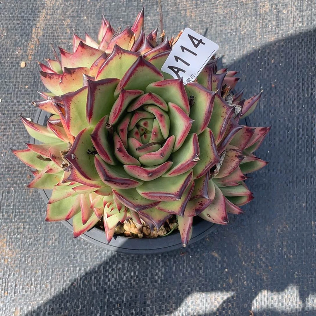 若如东云多肉组拍A114