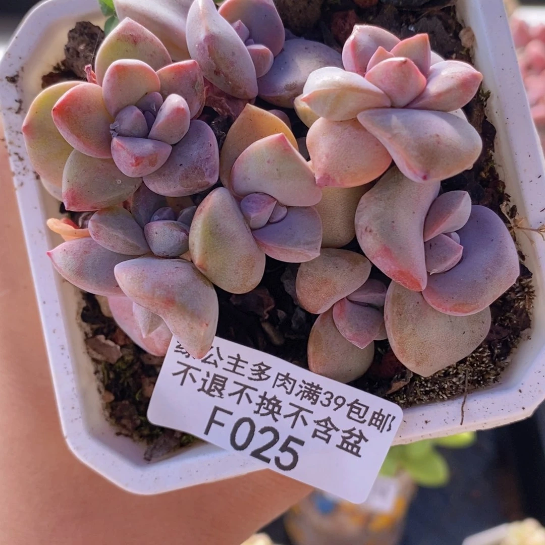 彩虹糖7cm025多肉植物