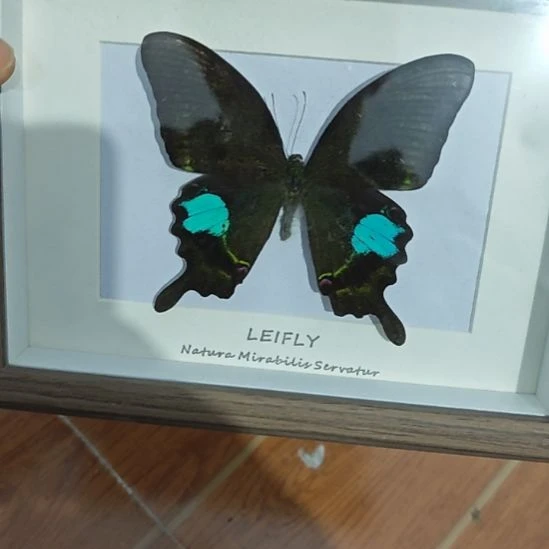 蝴蝶标本相框巴黎翠凤蝶木框