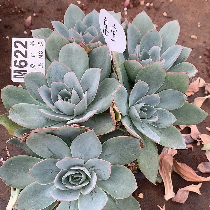 臭***活参数缀化 一物一拍 20号以后发