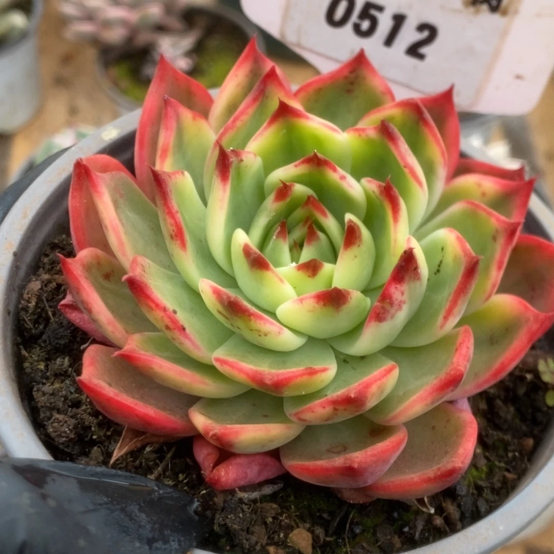 512桃花锦锦锦锦锦