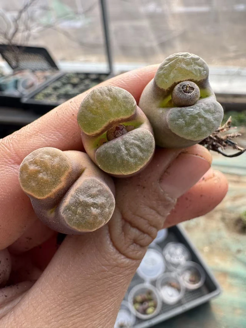 49多肉植物肉锥一颗