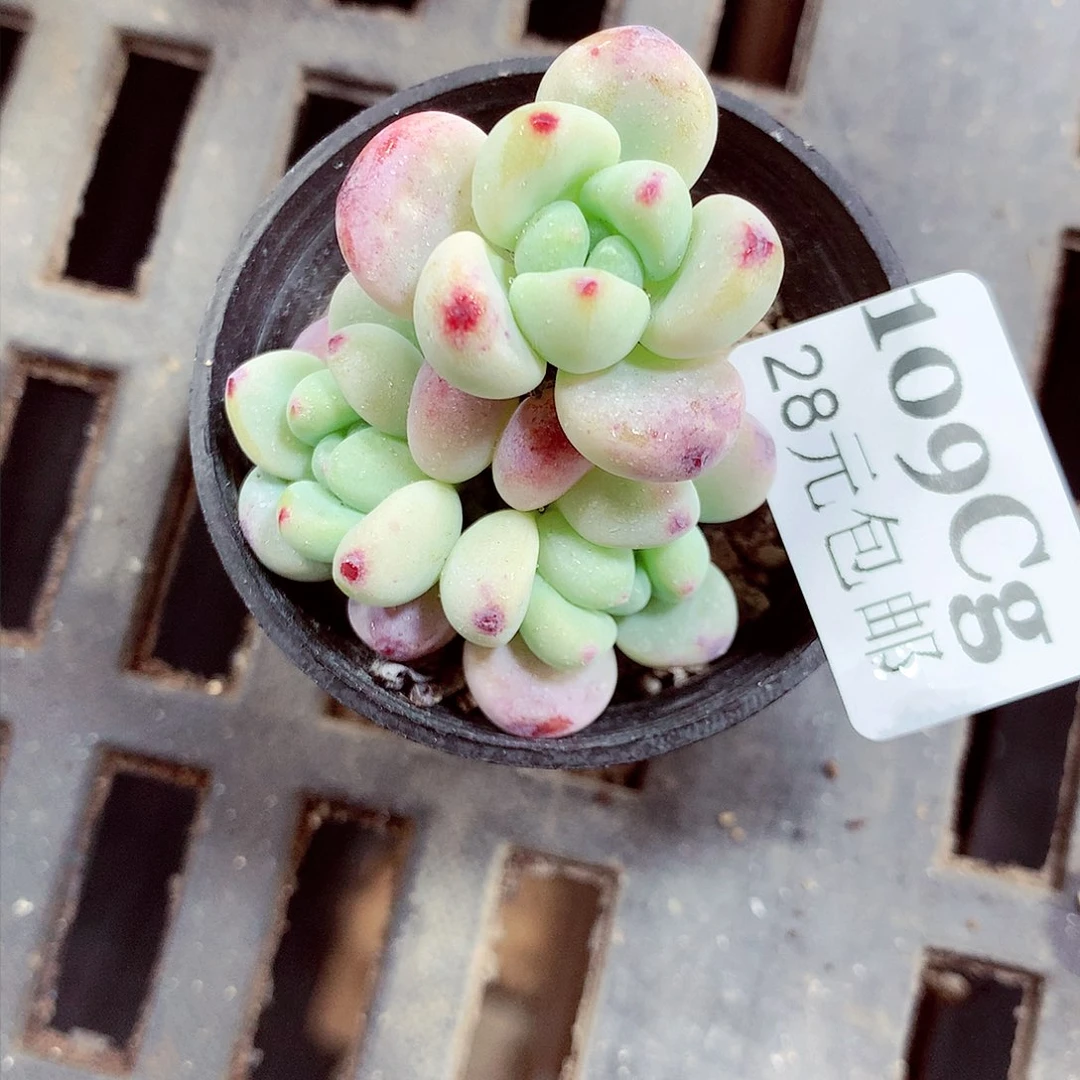 5厘米盆精控多肉109