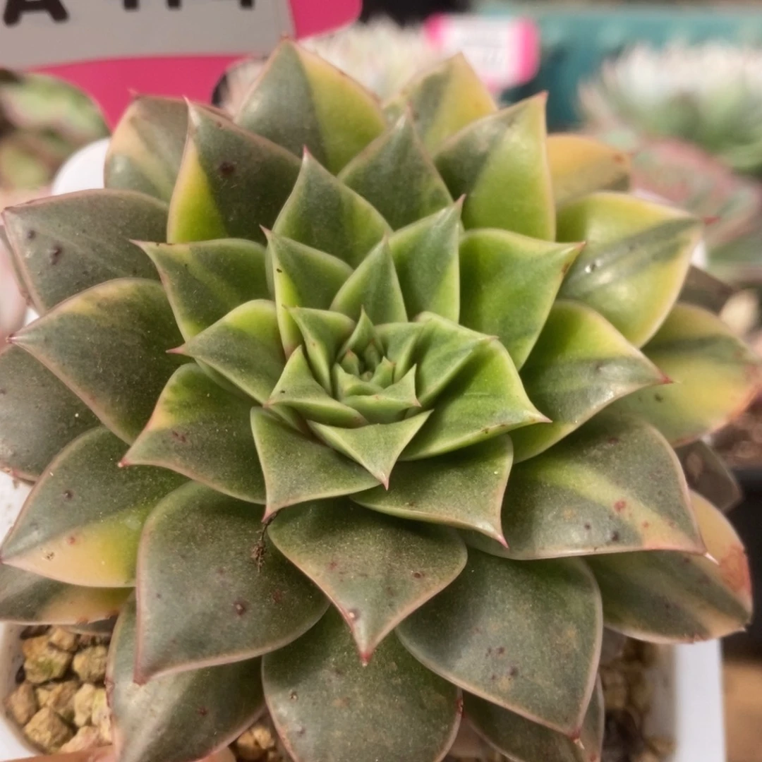 714皮皮虾锦锦锦锦锦