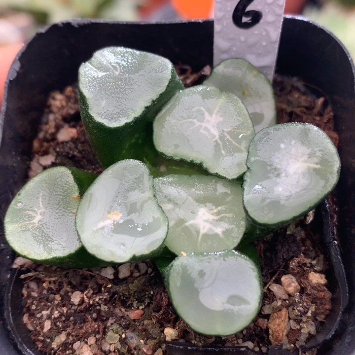 望乡万象，带盆发货