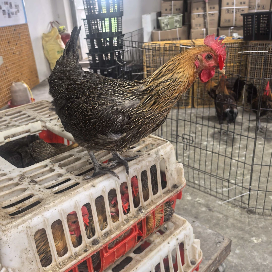 【每人限拍2单】麻色2只 装T （售后包到家后三天）