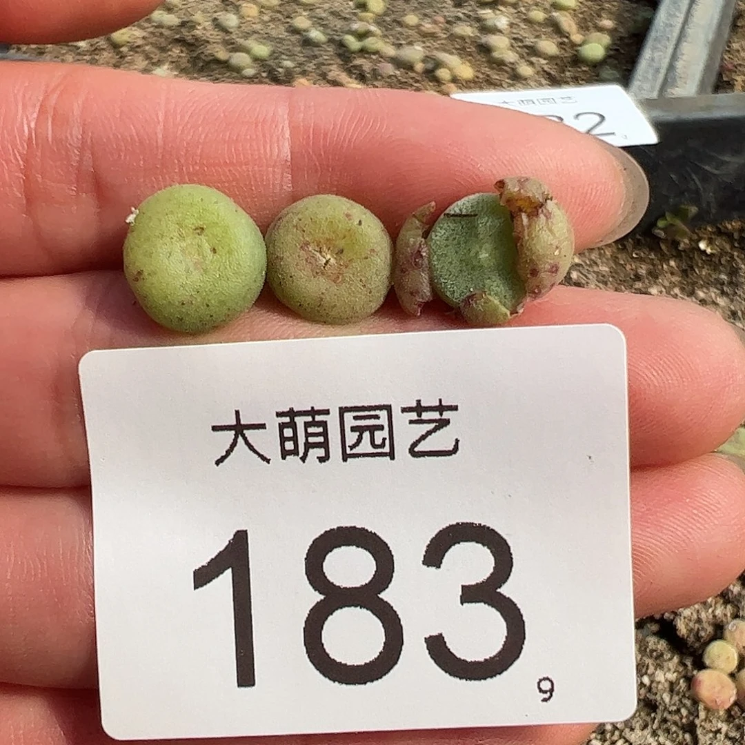 0000183量拍毛饼3颗尺寸不大老皮皱